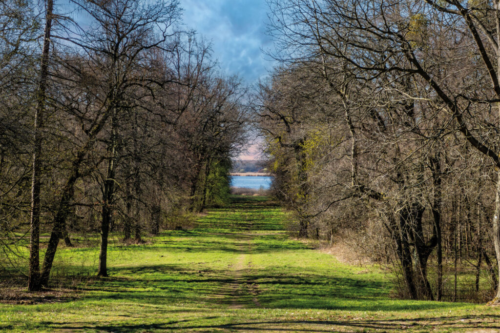 Path through a tree-lined avenue in Kühnau Park with a view of Lake Kühnau, bare trees in autumn