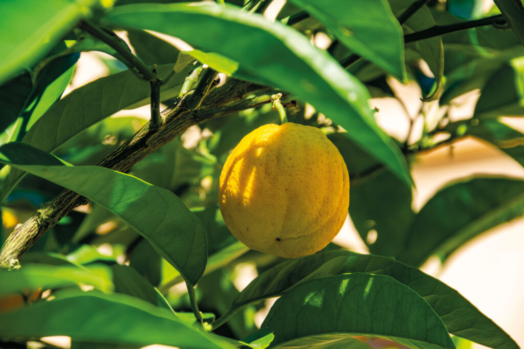 Gros plan d’un citron sur son arbre dans l’orangerie du Luisium, entouré de feuilles vertes
