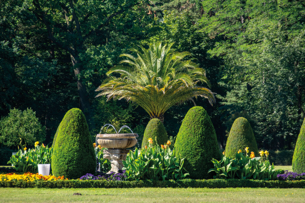 Plantes en bac dans le jardin : ifs taillés en cône et palmier autour d’une petite fontaine en pierre, tulipes dans le massif