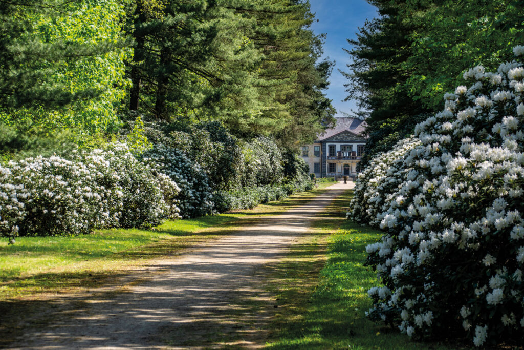 Vue à travers une allée bordée d’arbustes à fleurs blanches vers un bâtiment à l’arrière-plan, parc du château d’Oranienbaum