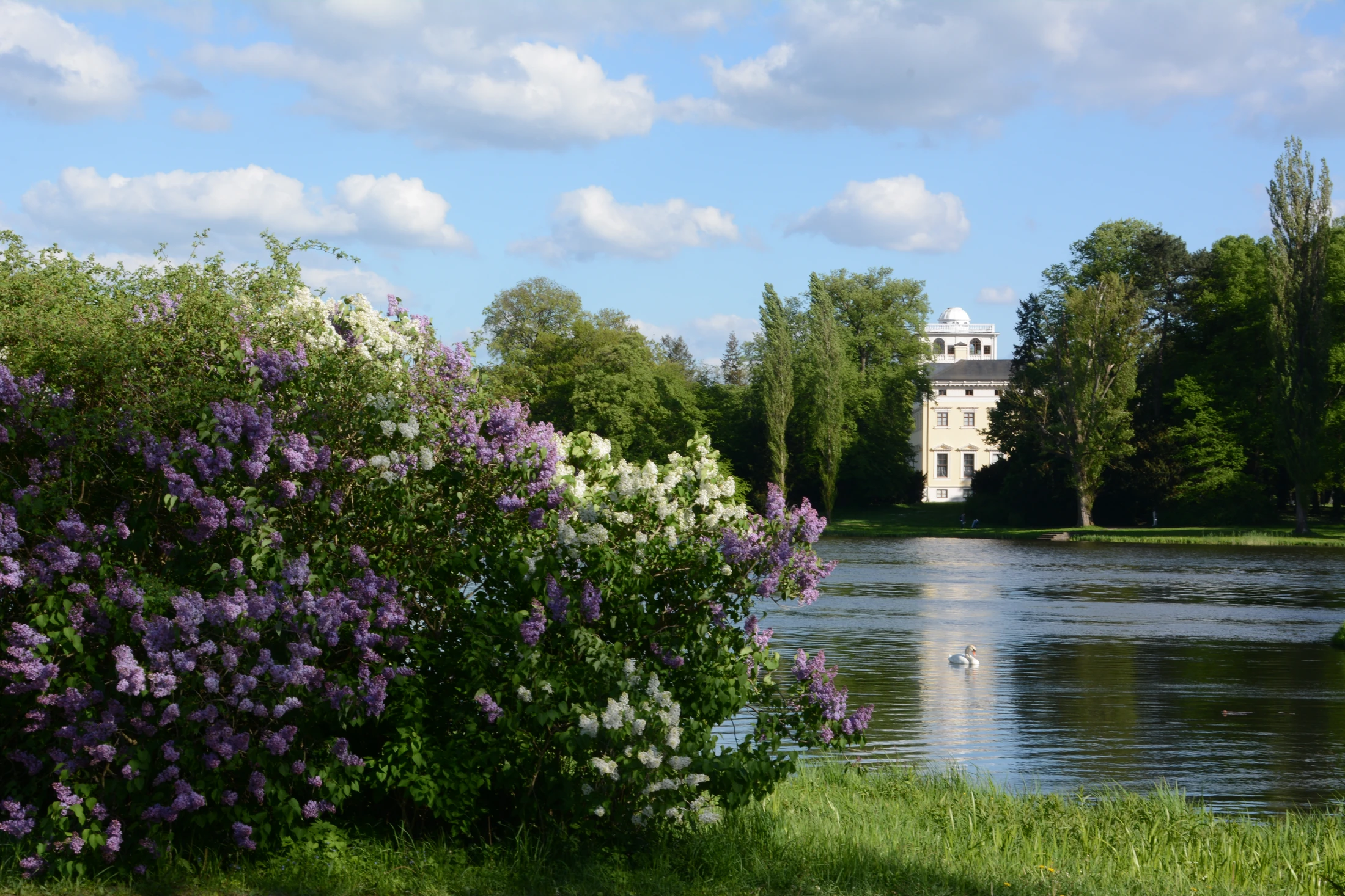 Lillà in fiore sull’acqua con il palazzo di Wörlitz sullo sfondo